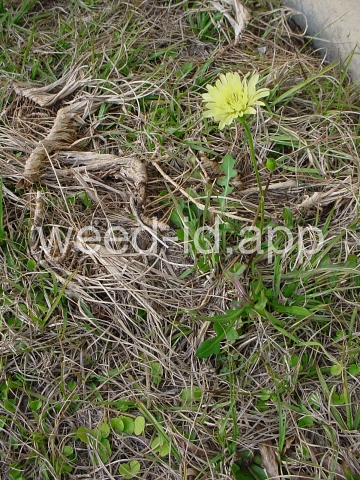 falsedandelion, Carolina